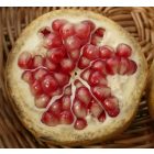 Punica granatum 'Kutaisi', gránátalma, fagytűrés -18 fok