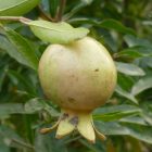 Punica granatum 'Nana Bergform', gránátalma