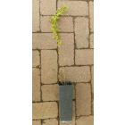 Punica granatum 'Veles', gránátalma
