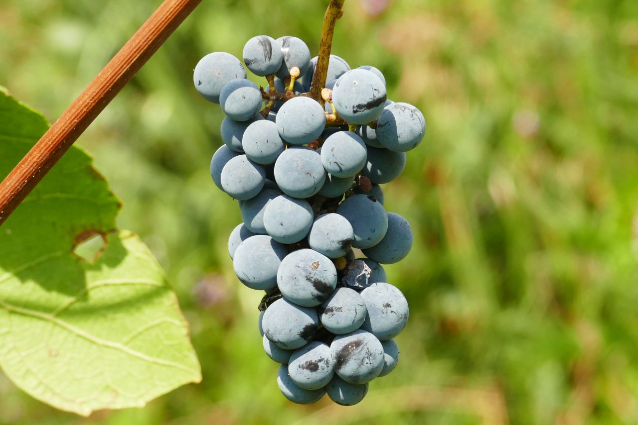 Kisokos kezdő szőlészeknek