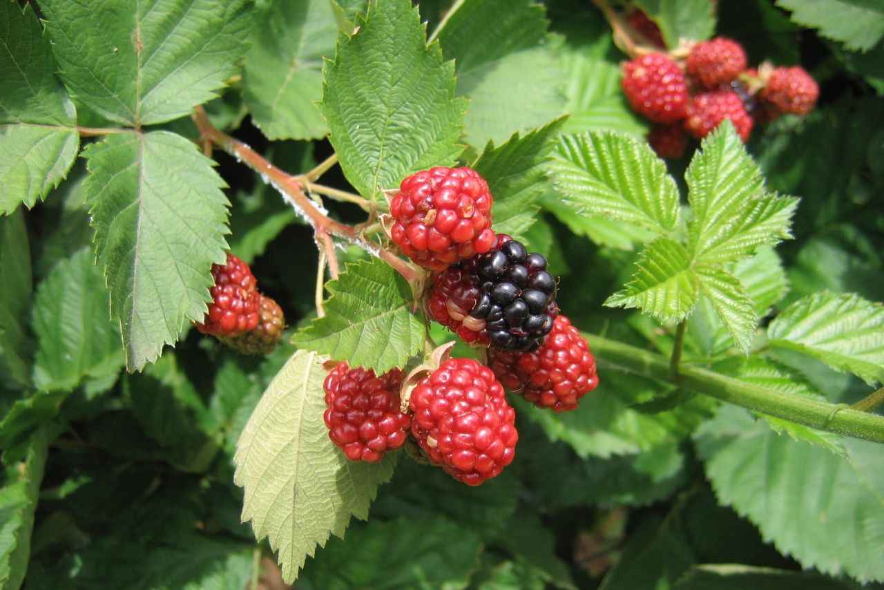 Erdőkert: Cserjék és évelők