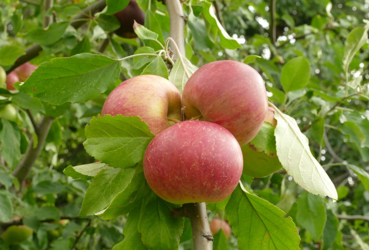 Erdőkert: Gyümölcsfák kiválasztása