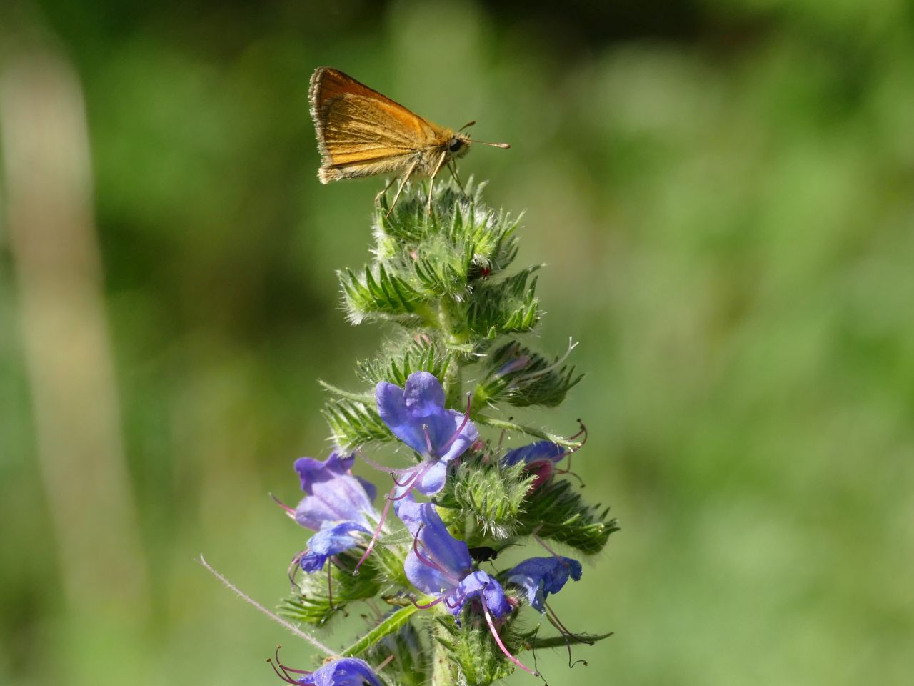 Erdőkert: Támogató növények